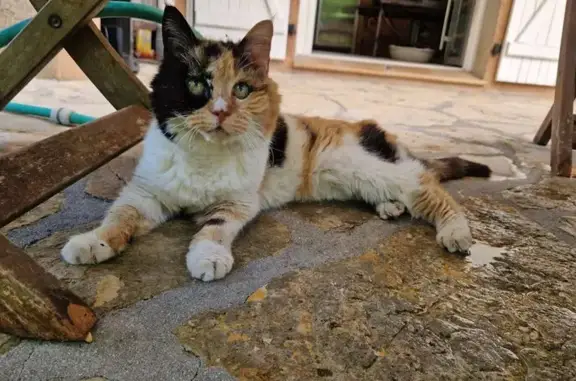 Chatte âgée perdue à La Roquette-sur-Siagne - photo