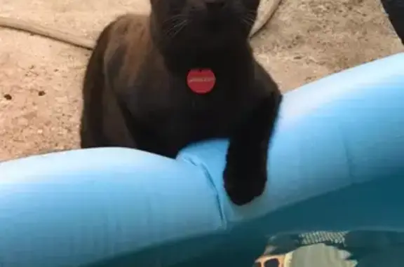 gato desaparecida