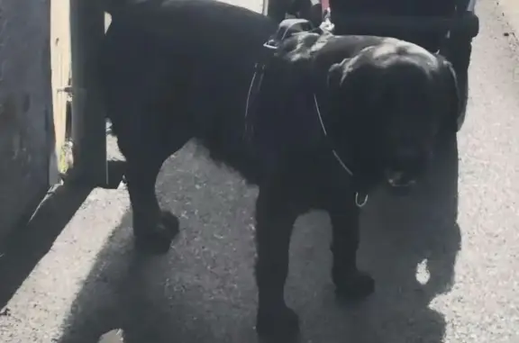 Chien perdu Lèves, photo : Labrador noir perdu à Lèves, sociable