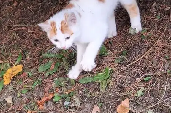Animaux trouvés , photo: Chat trouvé : blanc et roux à Guérard