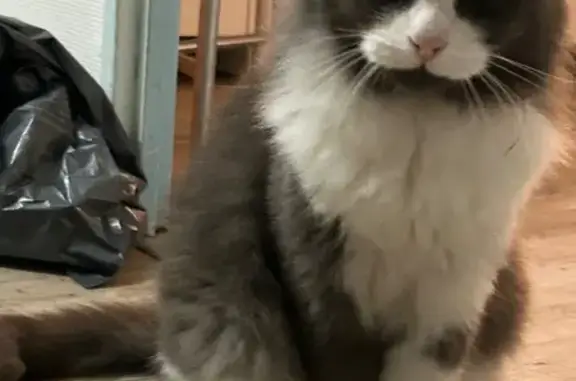 Animaux trouvés Nouvelle-Aquitaine, photo: Chat gris et blanc trouvé à Hostens