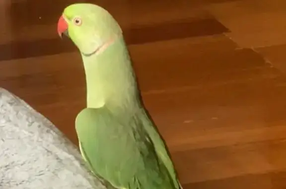 Lost Green Parrot: Speaks & Lo...