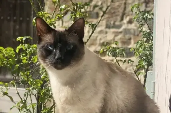 Chat perdu : Tino, craintif à Limoges - photo
