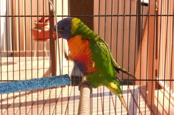 Help Find Charlie: Lost Rainbo...