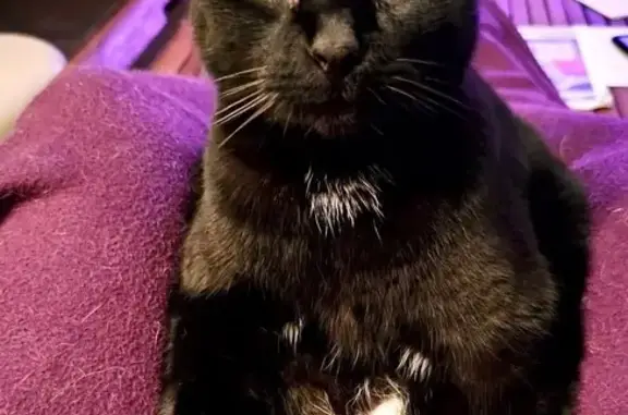 Chat perdu à Labarthe : tache blanche, tatoué - photo