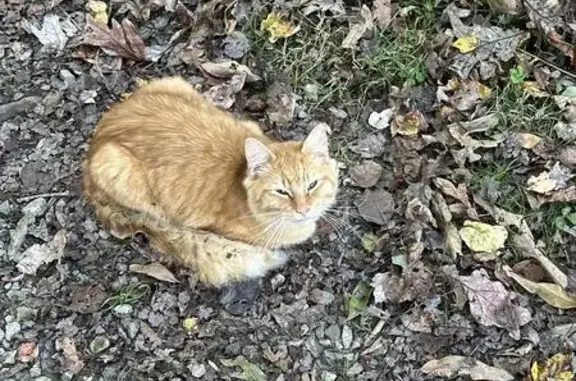 Lost and found pets Brookeville, photo: Found Orange Cat: Fluffy Tail, Friendly!