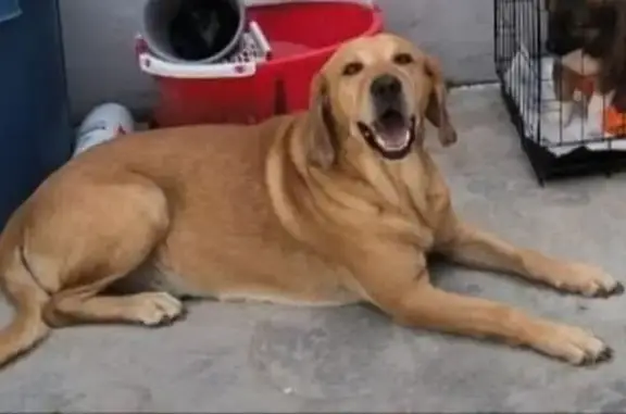 Perro Perdido: Mestizo Color Miel en Ecatepec