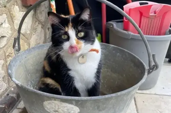 Chatte Tartine perdue à Mainvilliers - photo