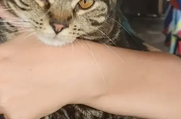 Help Find Amos: Lost Tabby Near DeLand