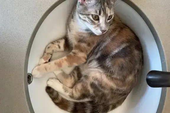Lost Sweet Diluted Torti on W 9th St