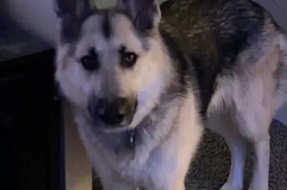 Lost Dog: White/Grey, Black Mask - Greeley