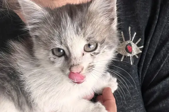 Animaux trouvés , photo: Chaton gris-blanc trouvé 19/10 à Yolet