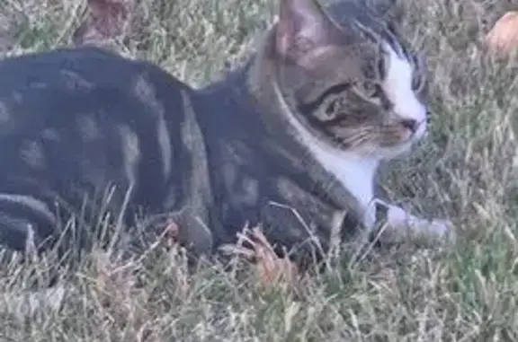 Lost 2-Year-Old Male Calico in Bloomfield