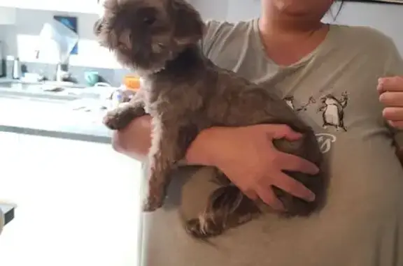 Found dog Glendale, photo: Found: Friendly Gray Shih Tzu in Glendale