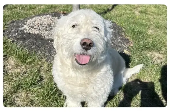 Missing dog Carmel, photo: Lost Goldendoodle in Carmel Area
