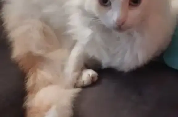 Animaux perdus Cachan, photo: Chat perdu : Leo, blanc à oreilles rousses