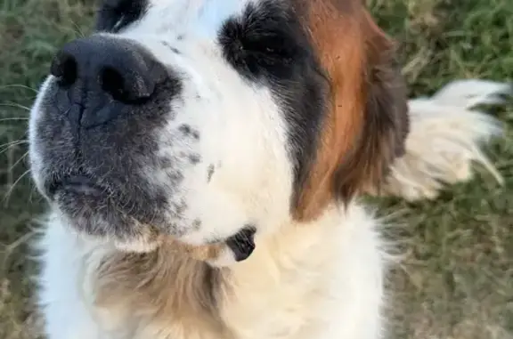 Lost Gentle Giant: Red, White, Black Dog