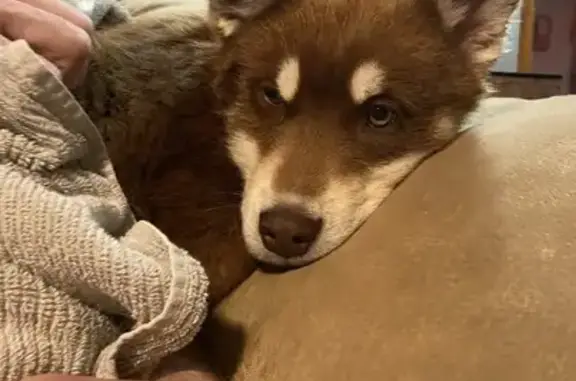 Lost and found pets Port Republic, photo: Lost Red Husky: Timid, Leash Attached