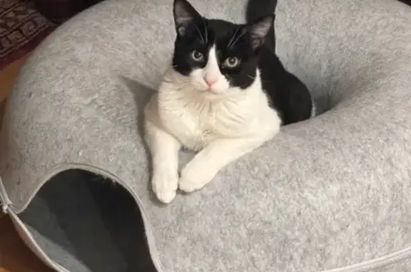 Lost Tuxedo Cat: Skittish & Food-Loving