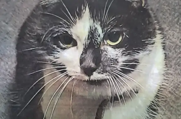 Animaux perdus Cestas, photo: Chatte perdue Noisette à Cestas