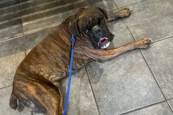 Lost Brindle Boxer: Orange Collar, PG