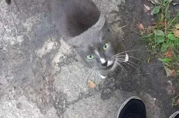 Знайдено котика біля метро Бер...