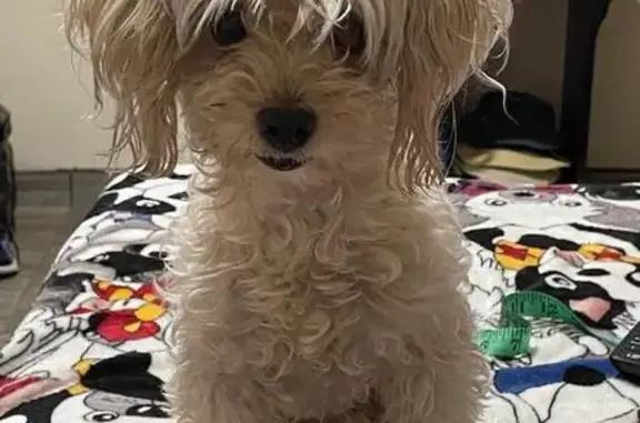 Perro Beige Perdido con Tumor en Guadalajara