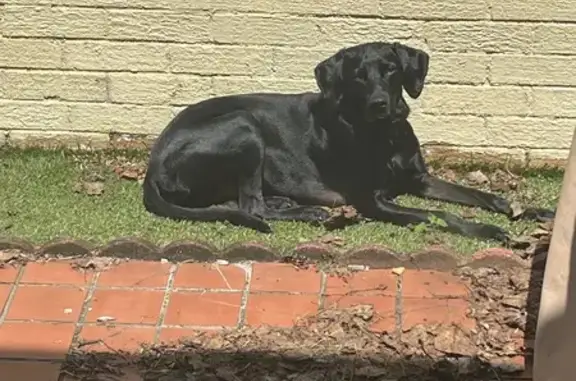 Missing dog Atlanta, photo: Lost Black Lab Mix on Roswell Rd, Atlanta