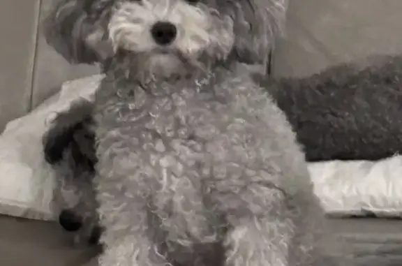 Lost Silver Poodle in Cumming, GA