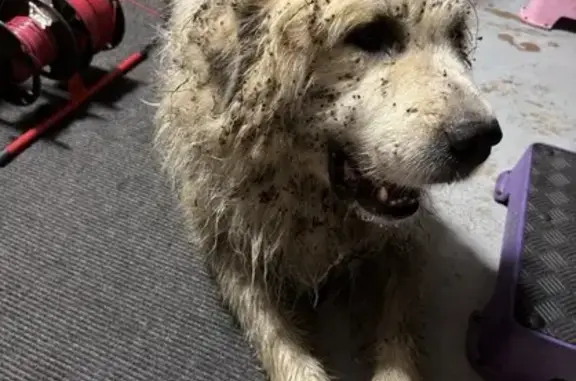 Found dog North Barrington, photo: Found Dog: Creamy White Fur on Beachview