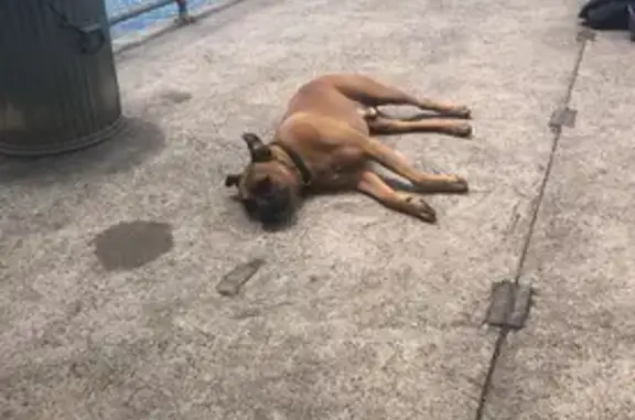 Lost Dog: Scoobie Doo Lookalike Found!