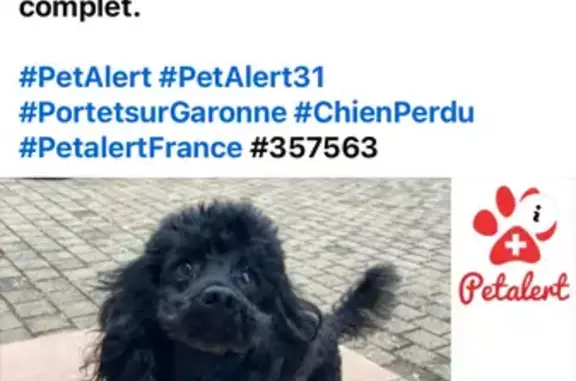 Caniche 10 ans perdu Rue Thiers, Portet - photo