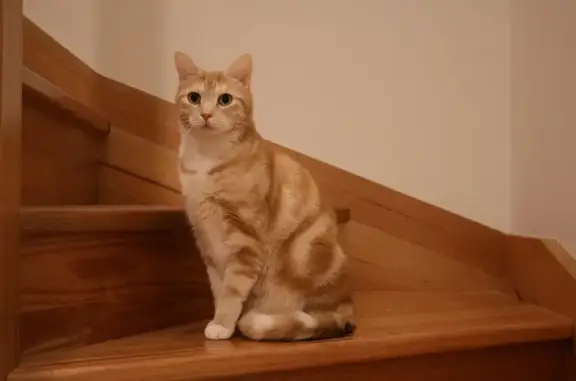 Timid Cat Popcorn Missing in Melbourne