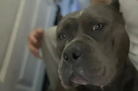 Lost: Bluey, Friendly Blue-Eyed Bulldog