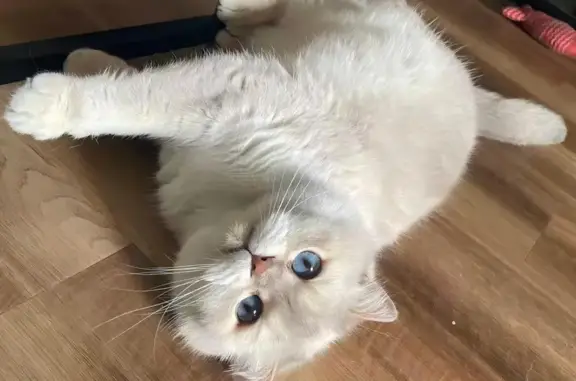 Help Find Bai: Missing Cat in Quincy!