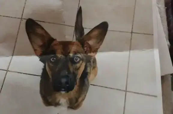 Lost pets Springs, photo: Missing: Black & Brown Dog, Stolen in Springs