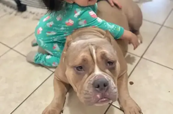 Lost Bulldog Sisters: Khaleesi & Bluey