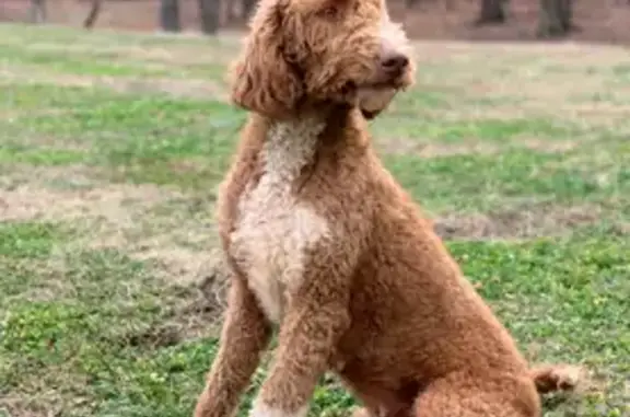 Lost Laberdoodle: Red, Crème Boots - Edmond