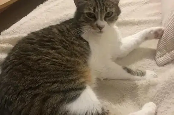 Chat perdue près du parc Plessis Tisson - photo