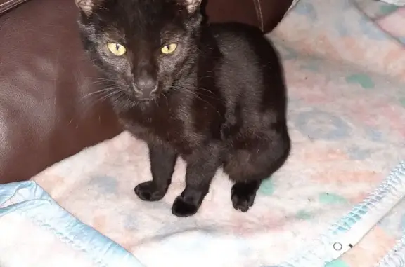 Chatte noire perdue, queue amputée - photo