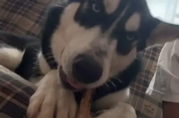 Missing dog Medford, photo: Lost Dog: Shy Blue Missing in Medford