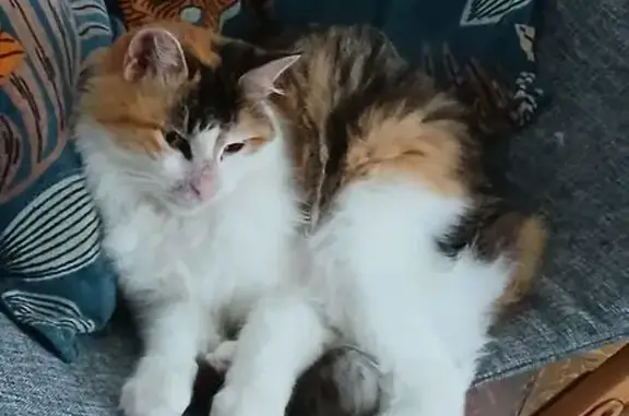 Chat Écaille de tortue perdue à Vence - photo