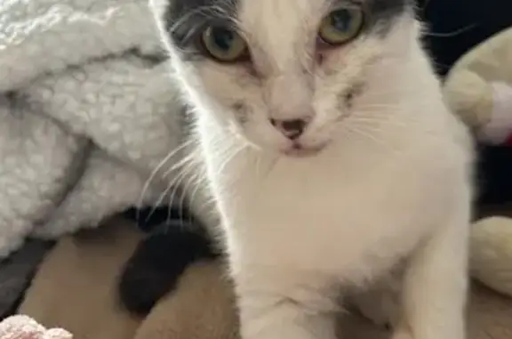 Chatte perdue : blanche/grise, craintive, Creil - photo