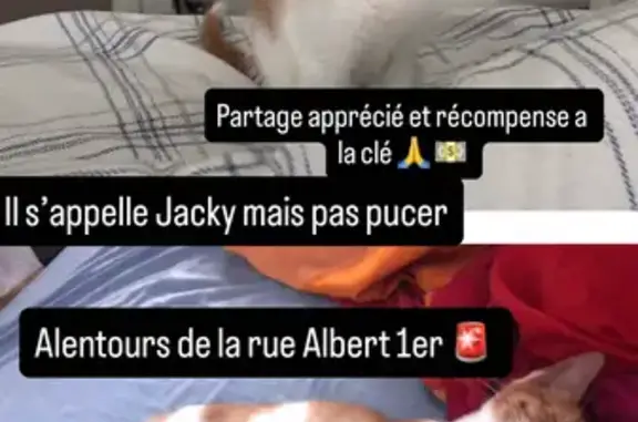 Chaton blanc et orange perdu à Vannes - photo