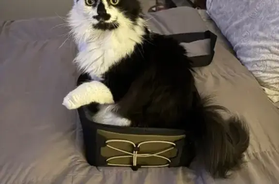 Help Find Ralphie: Fluffy B&W Cat Lost!