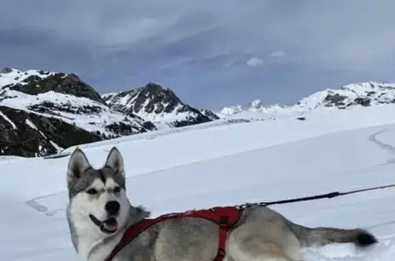Husky Perdue à Saint-Genis-l'Argentière - photo