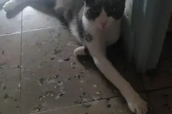 Gato Perdido: Herida en Pata Izquierda, Bicolor
