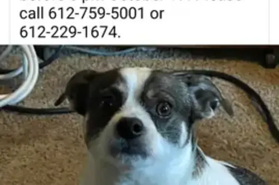 Lost Dog Alert: White & Black in Circle Pines