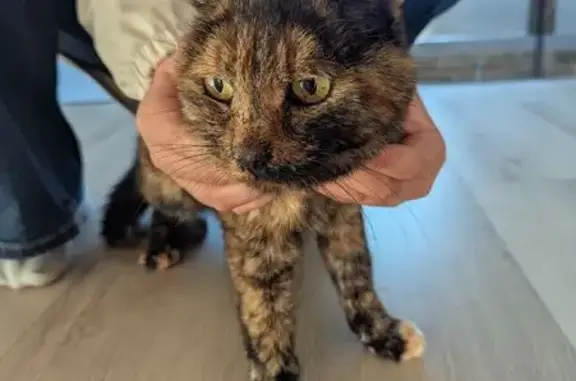 Animaux trouvés , photo: Chatte écailles câline trouvée à Inzinzac
