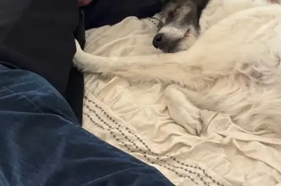 Friendly Lost Dog: Kenosha, 75th Street
